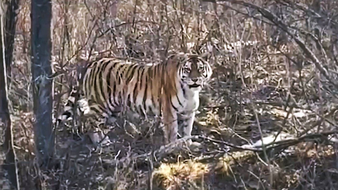 Video: An Amur tiger 'smiles' at some motorists in Russia