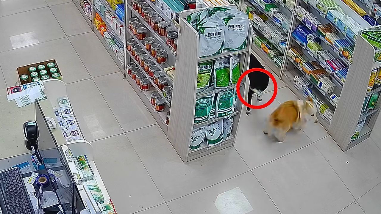 Video: Freche Diebe auf vier Pfoten: Zwei Hunde klauen Ware aus Laden