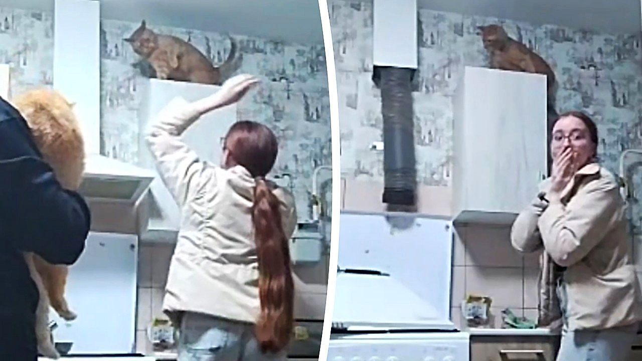 Video: Teure Rettungsaktion: Frau will Katze vom Schrank holen – und randaliert in der Küche