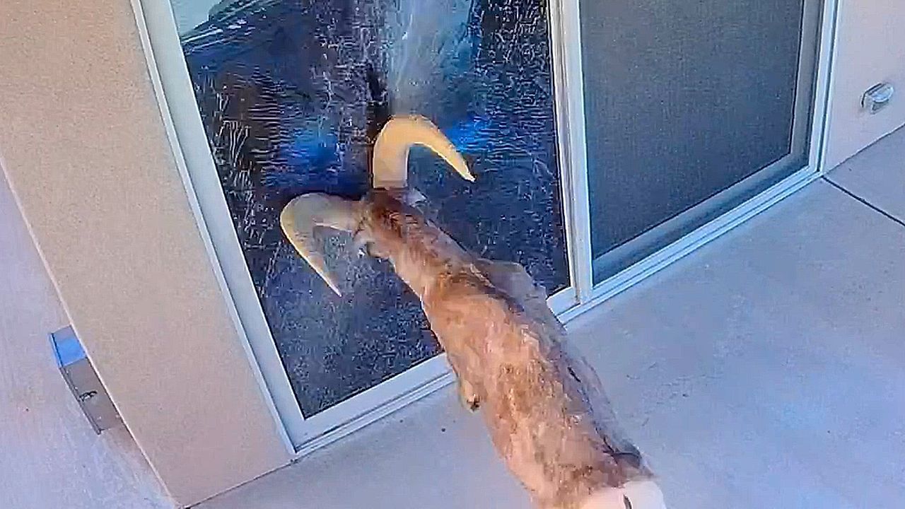 Video: Spiegelfehde in Arizona: Dickhornschaf greift eigenes Spiegelbild an