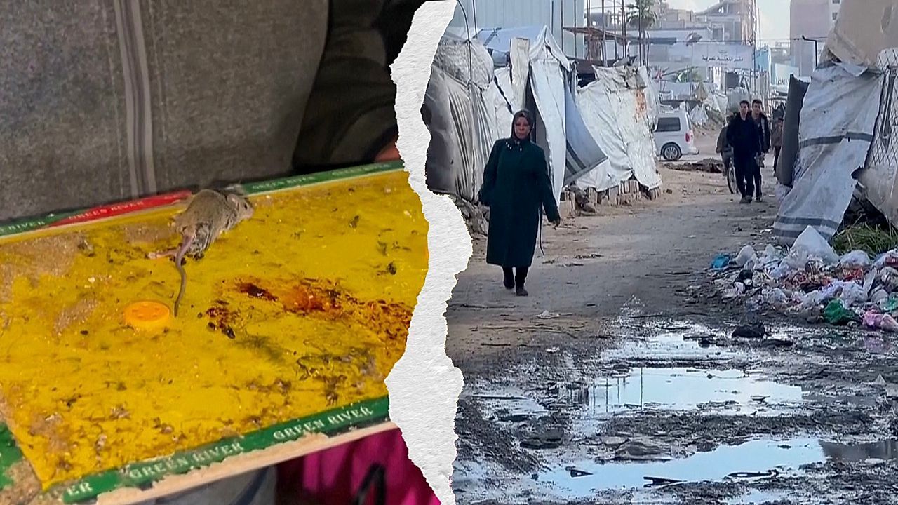 Video: Leben zwischen Parasiten und Müll: Rattenplage bedroht Vertriebene in Gaza