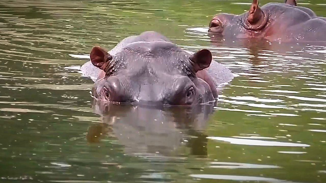 Video: Gefahr für Mensch und Natur: Kolumbien will Escobars „Kokain-Hippos“ töten
