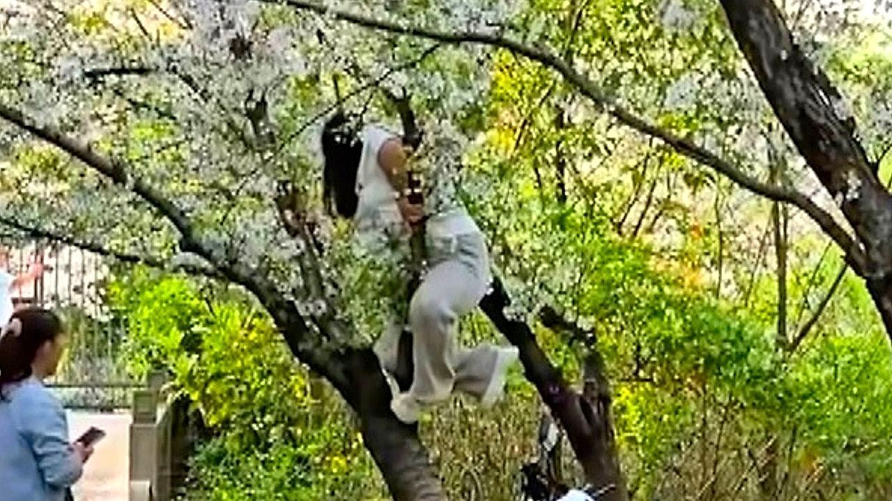 Video: Selfie mit Folgen: Touristin klettert auf Kirschbaum – und reißt ihn zu Boden