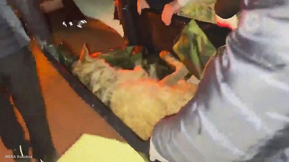 Neun Tage auf der Flucht: Entlaufener Wolf Neukgu in Südkorea eingefangen