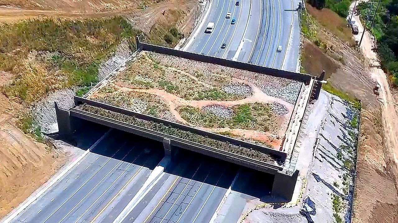 Grüne Brücke über den Highway: Drohnenvideo zeigt weltgrößte Wildtierquerung