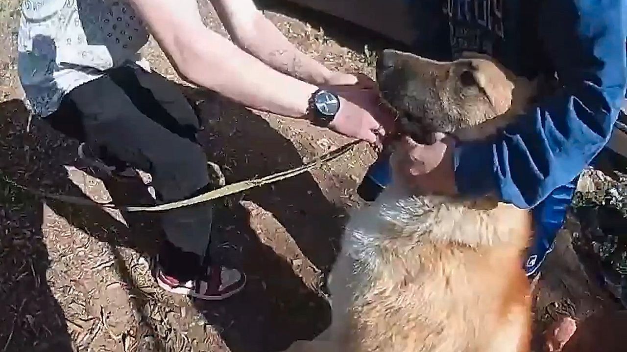 Video: Deputy smashes through burning home's door to rescue dog hiding under trampoline