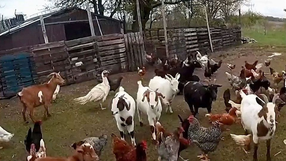 Tierische Meute: Polizist stellt ganzen Bauernhof nach