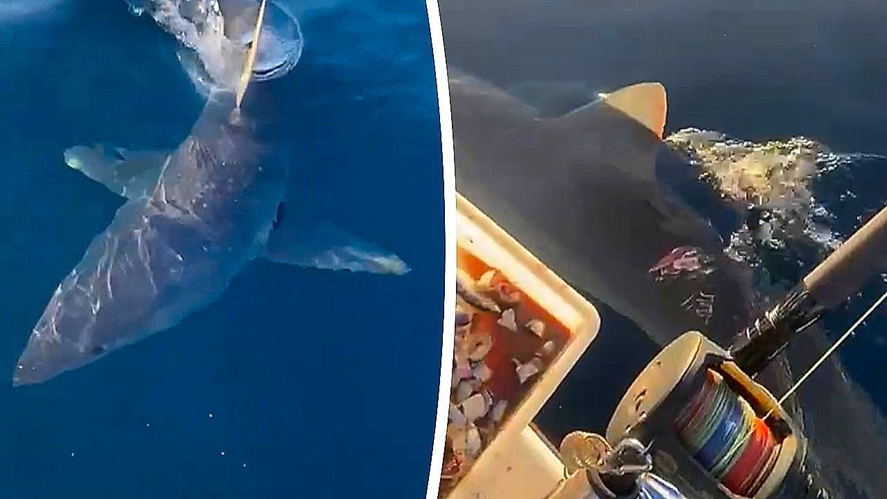 Video: Hai geht plötzlich auf Boot los: Raubfisch bedroht Angler in Italien
