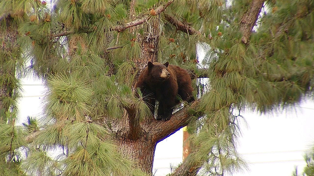 Video: Los Angeles park evacuated after bear spotted climbing trees