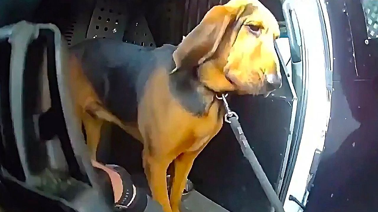 Video: Spürnase „Boomer“: Polizeihund findet vermissten 96-Jährigen in Florida