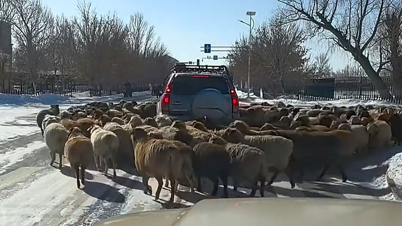 Video: Wollige Blockade: Schafherde umzingelt SUV in China