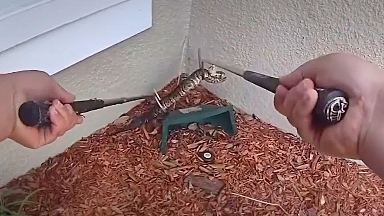 Video: Ungebetener Gast vor der Tür: Polizisten fangen hochgiftige Schlange in Florida ein
