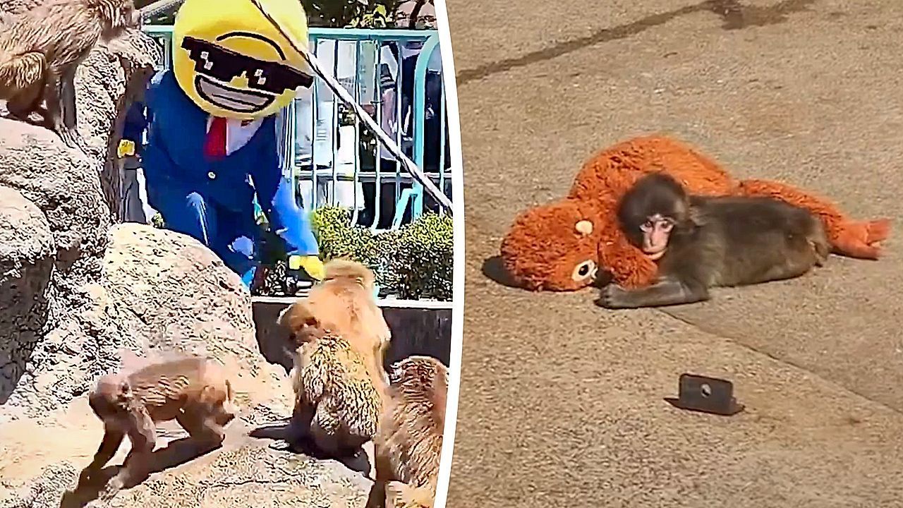 Video: Babymakake Punch: Maskierter Mann dringt für Marketingaktion in Gehege ein