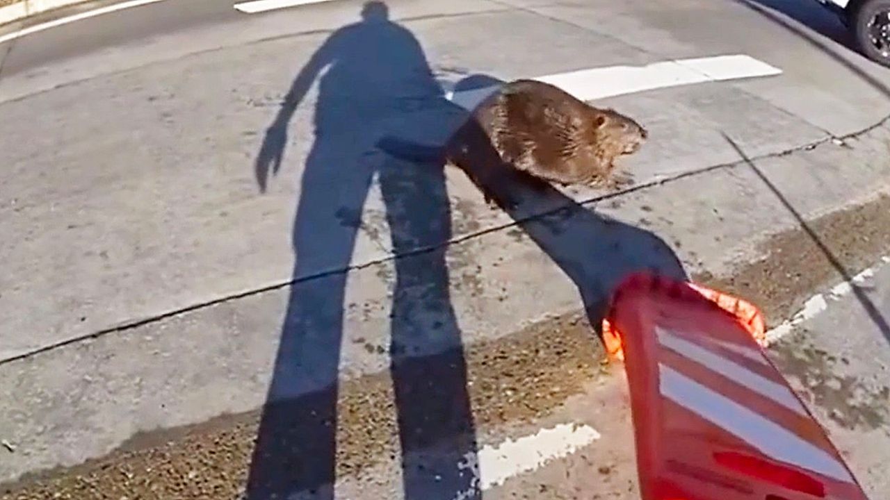 Video: Colorado police use traffic cone to move stubborn beaver off road