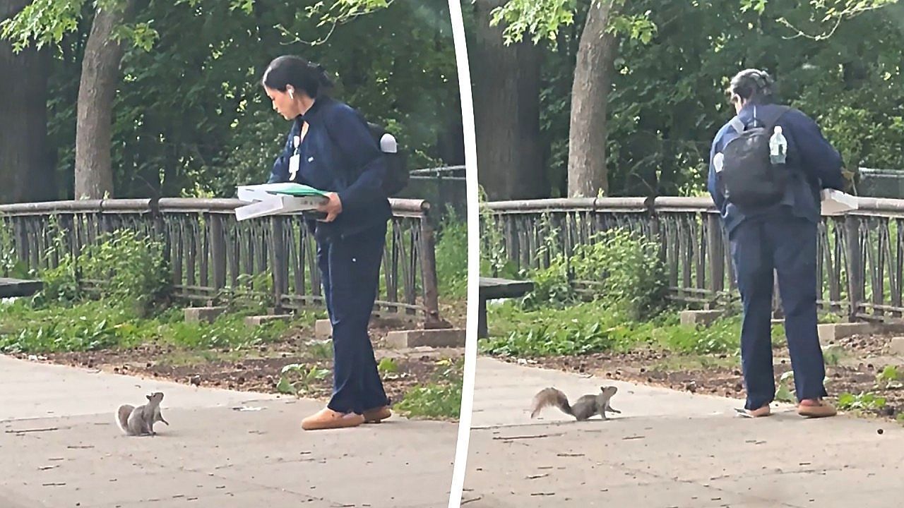 Video: Hungry squirrel chases pizza-carrying woman in New York
