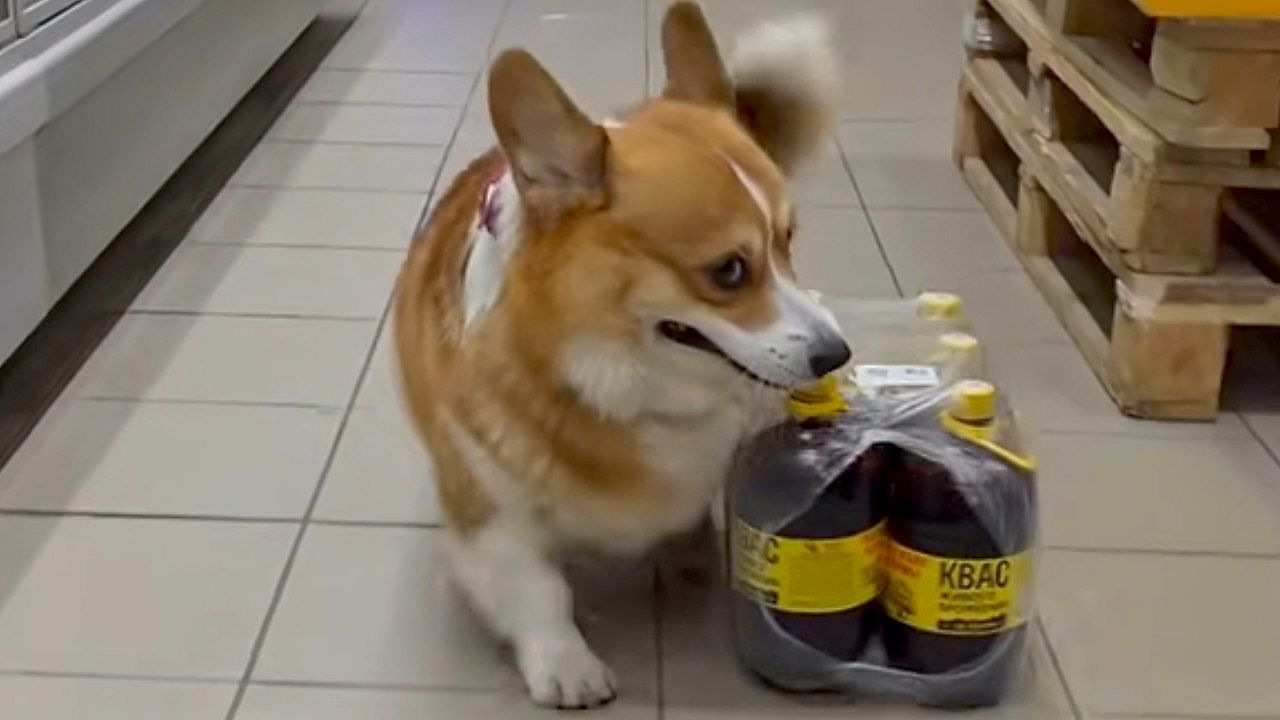 Video: Schwere Last, kurze Beine: Corgi schleppt Getränke-Packung durch Supermarkt