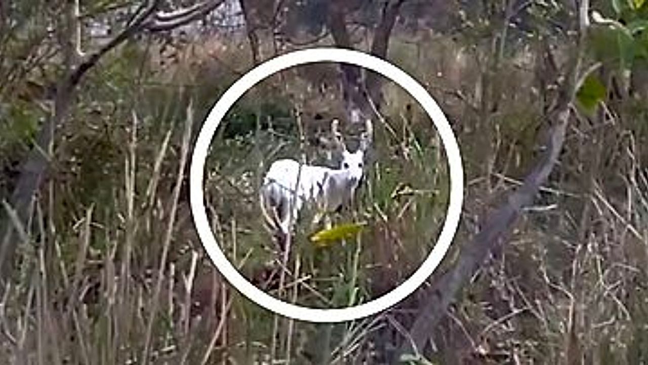 Video: Weißes Wunder: Seltener Albino-Hirsch begeistert Experten in Indien