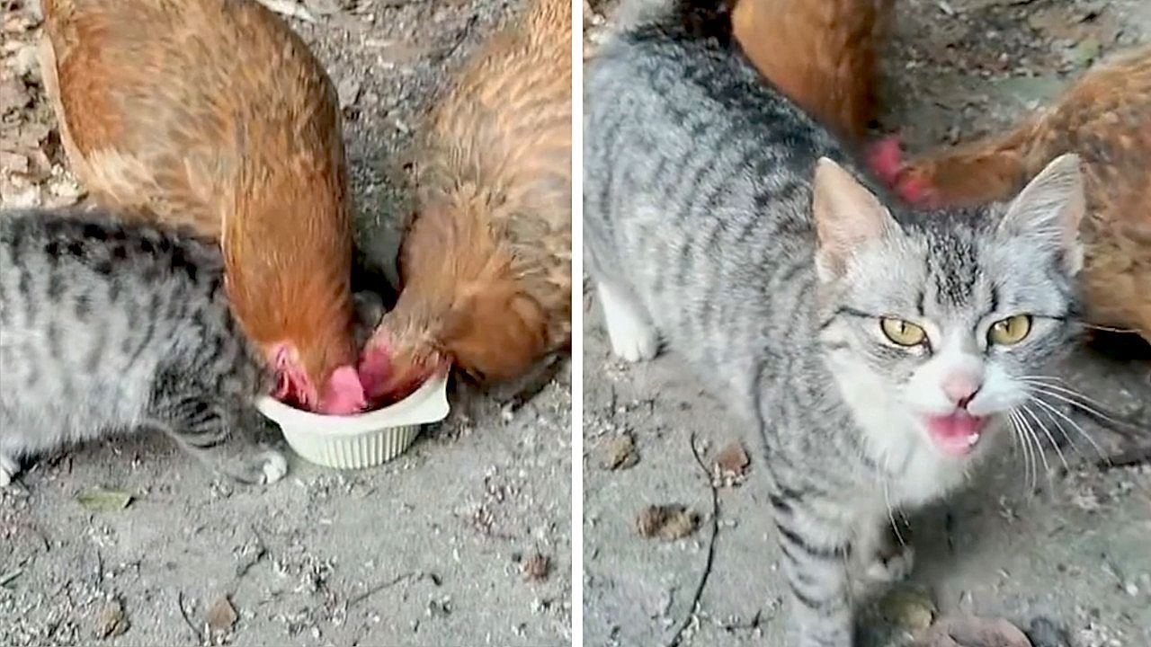 Video: Chancenlos am Napf: Katze zieht gegen zwei freche Hühner den Kürzeren