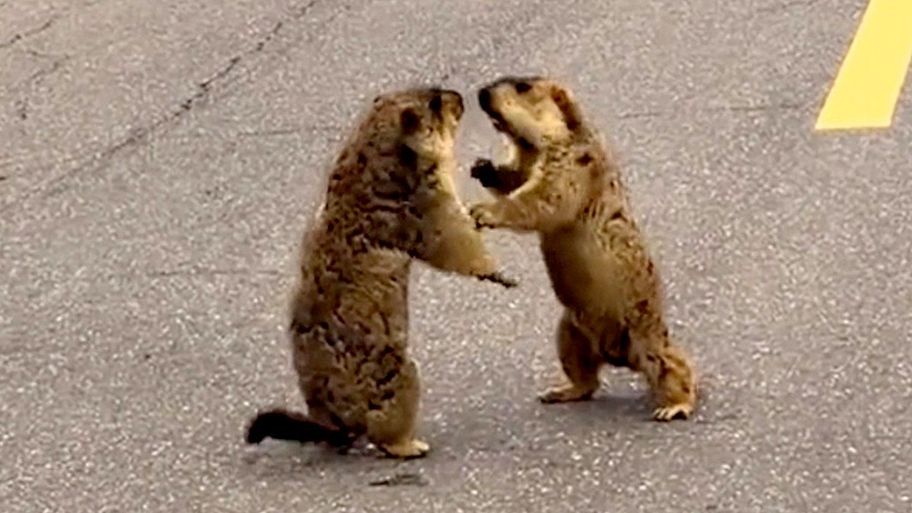 Video: Dritter stört die Schlägerei: Zwei Murmeltiere liefern sich Kampf auf Straße