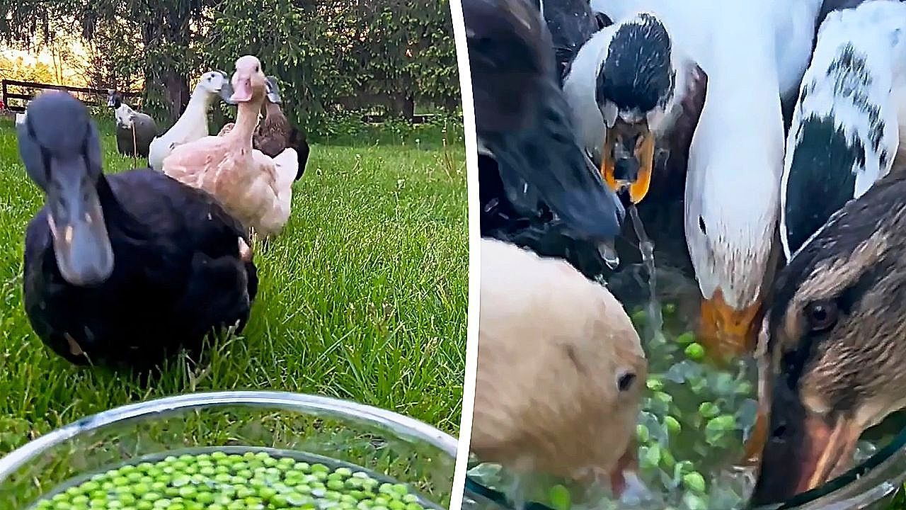 Video: Pea-obsessed duck flock storms the bowl, Lemon takes her sweet time