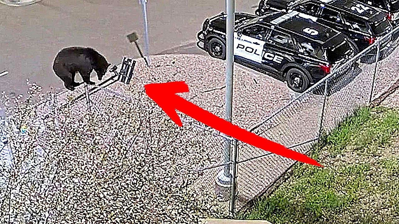 Hungriger-Waldbewohner-Schwarzb-r-erkundet-den-Polizeiparkplatz-in-Colorado