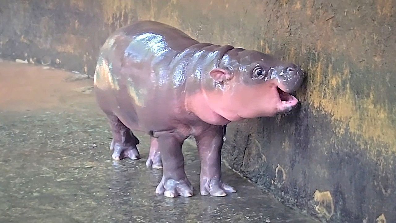 Video: „Gegrillter Schweinefleischsalat“: Thailands neues Hippo-Baby heißt Moo Nam Tok
