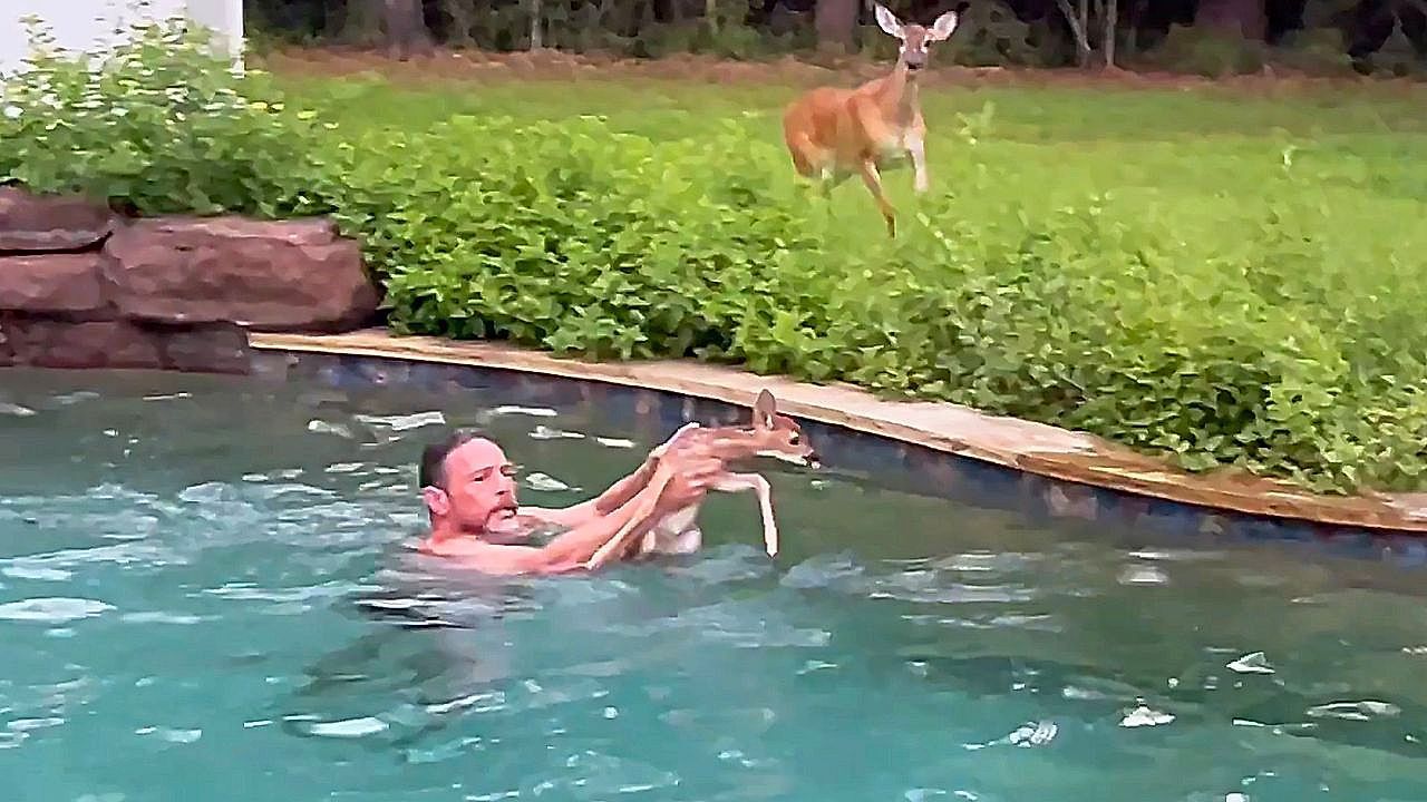 Video: Tierischer Badegast in Not: Texaner rettet Hirschkalb aus Swimmingpool