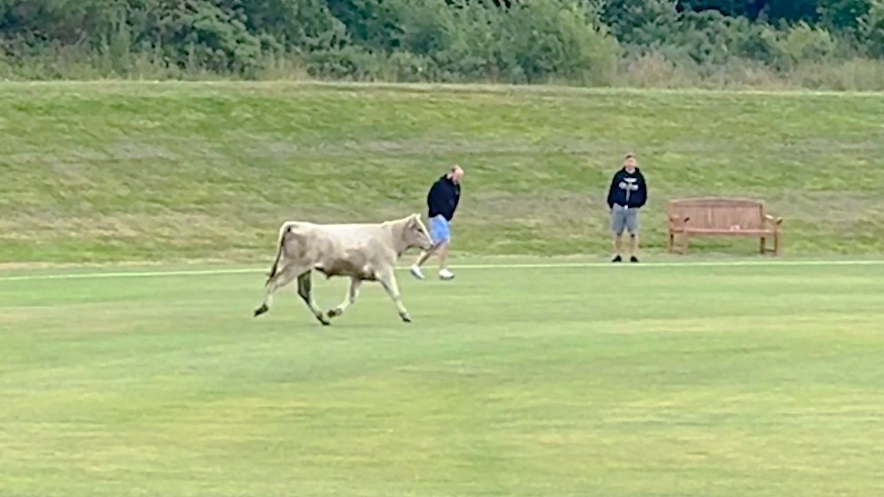 Video: Ungebetener Gast: 800-Kilo-Bulle beendet Cricketspiel in Nordengland