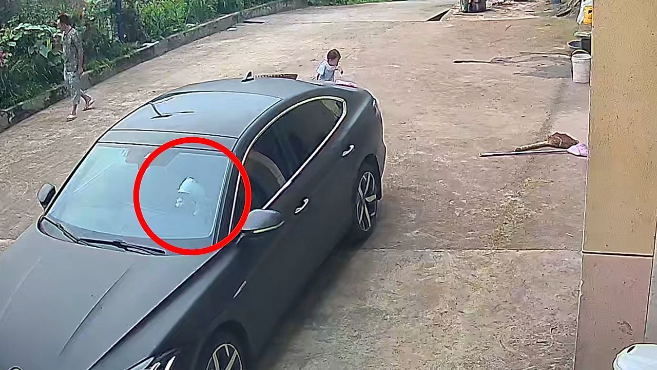 Schlaues-Haustier-Eingesperrte-Katze-hupt-sich-aus-Auto-frei
