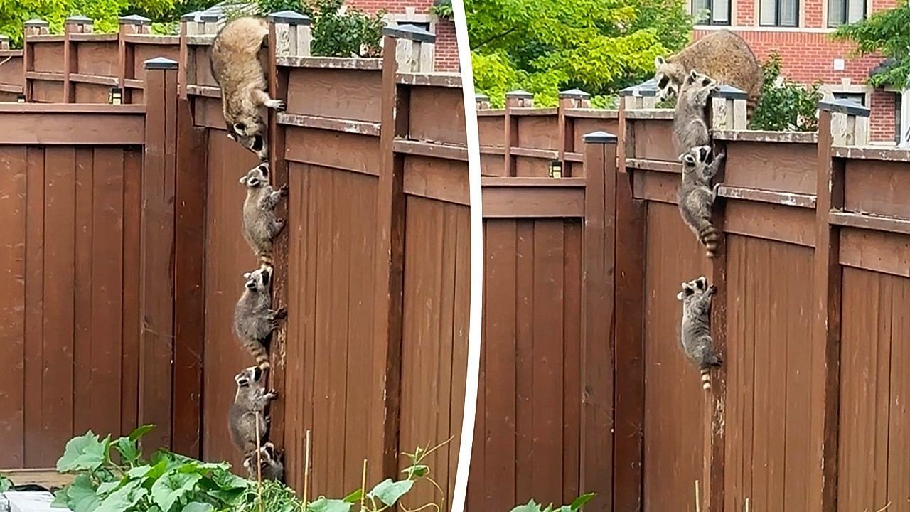 Video: Kleine Kletterkünstler: Waschbär-Babys klettern an Zaun zu Mama hoch
