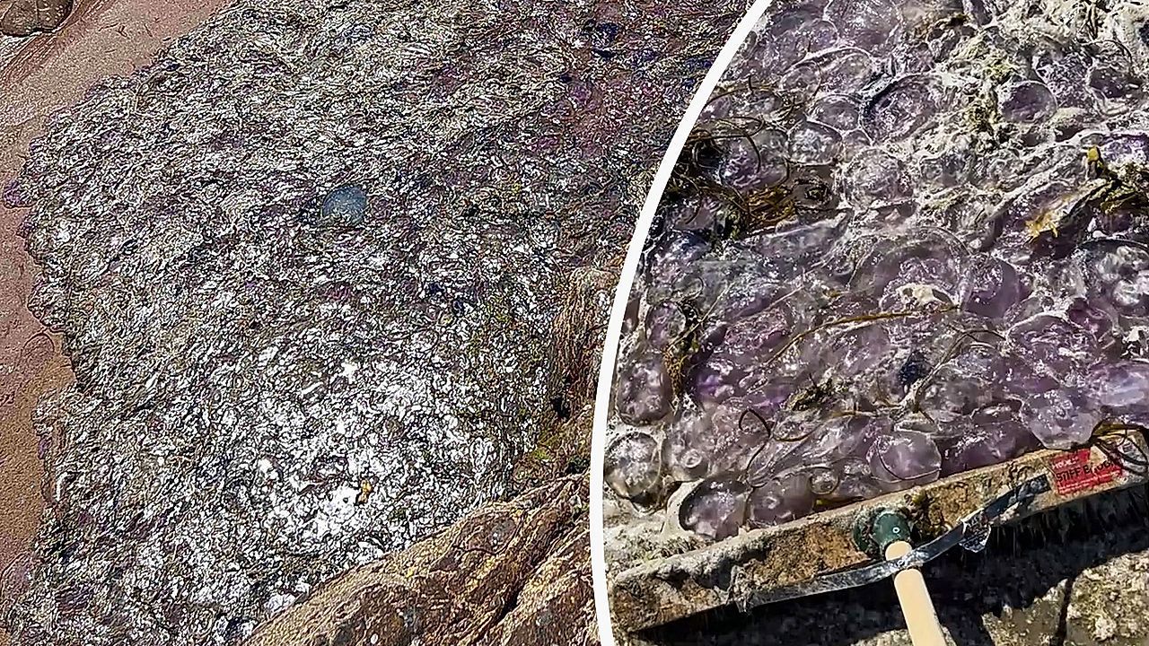 Video: Glibberiges Desaster: Quallenplage überschwemmt Strand in England