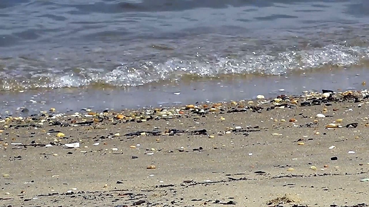 Three New Jersey beaches closed due to high fecal bacteria levels in water