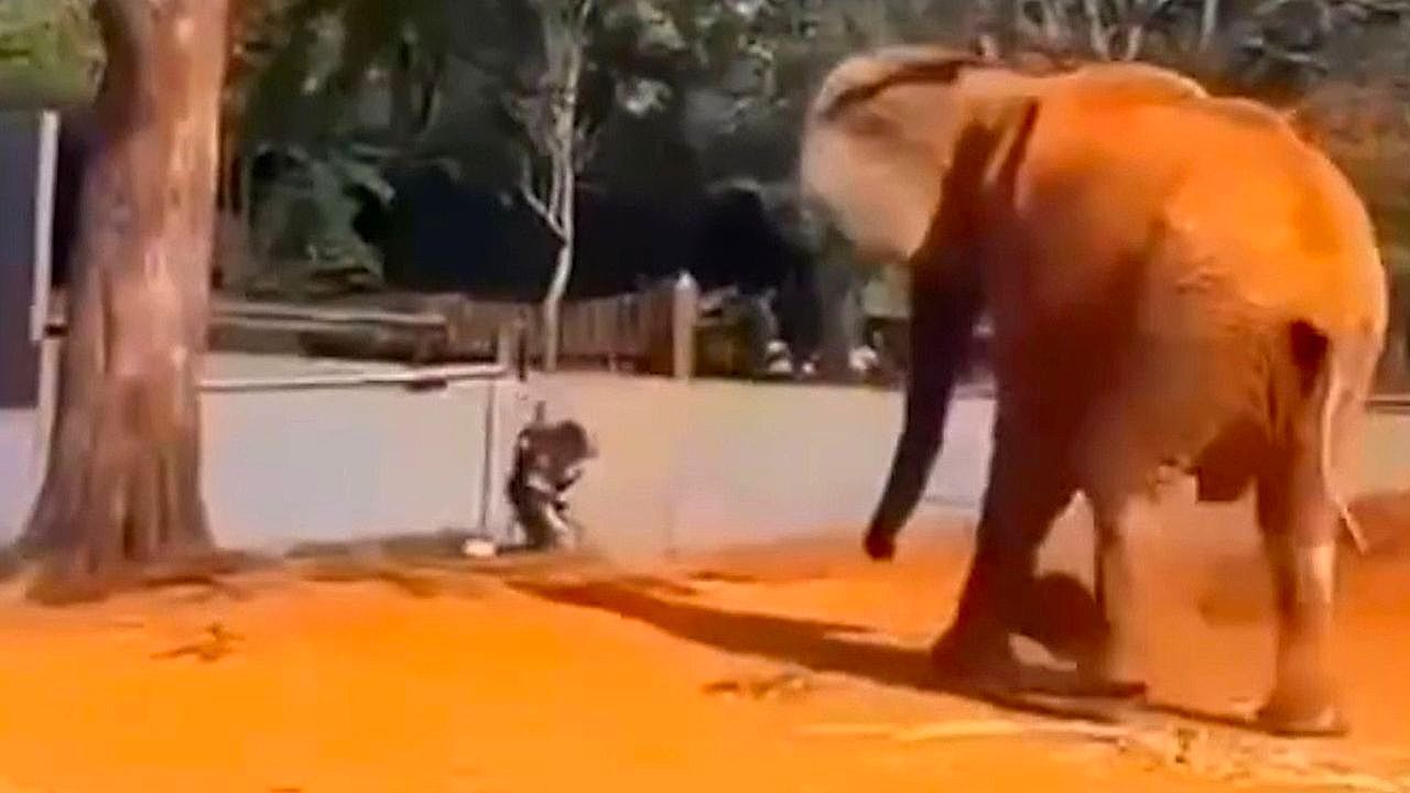 Video: Fearless Zoo guard sprints into elephant enclosure to save visitor from giant animal