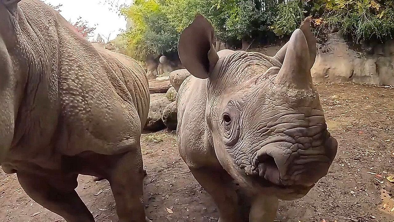 Video: Kleiner Brocken: Nashorn-Nachwuchs „Tamu“ wiegt mit zwei Jahren fast eine Tonne