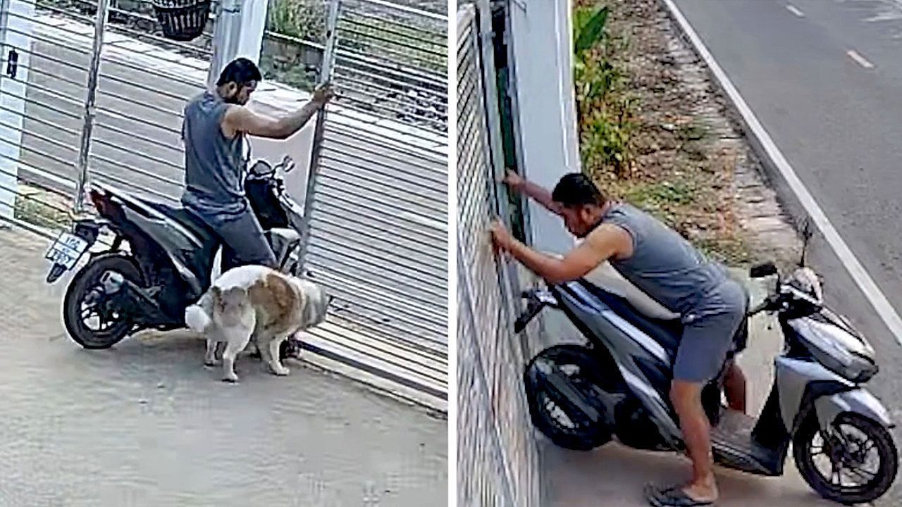 Owner-stops-escape-happy-dog-with-scooter-contortion-trick