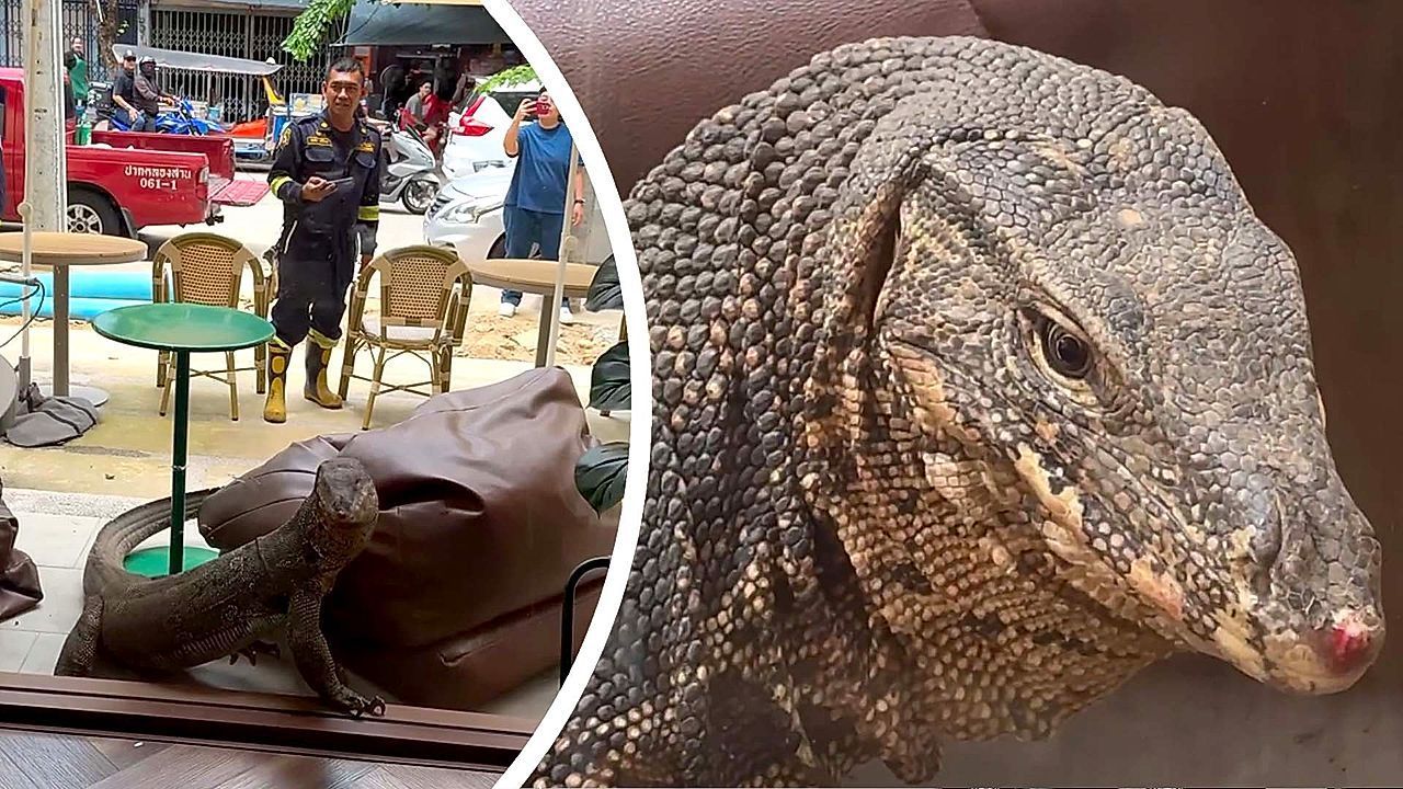 Ungebetener-Gast-Riesiger-Waran-spaziert-in-Bangkoker-Caf-