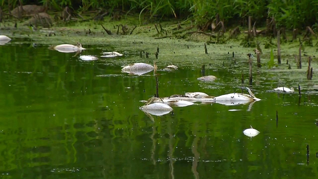 Video: Wasser zu warm: Hitzewelle löst massenhaftes Fischsterben in Minnesota aus