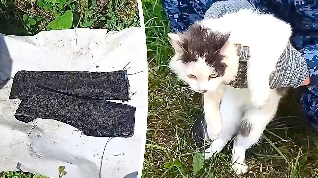 Video: Smuggler cat intercepted at Russian prison with contraband hidden in homemade collars