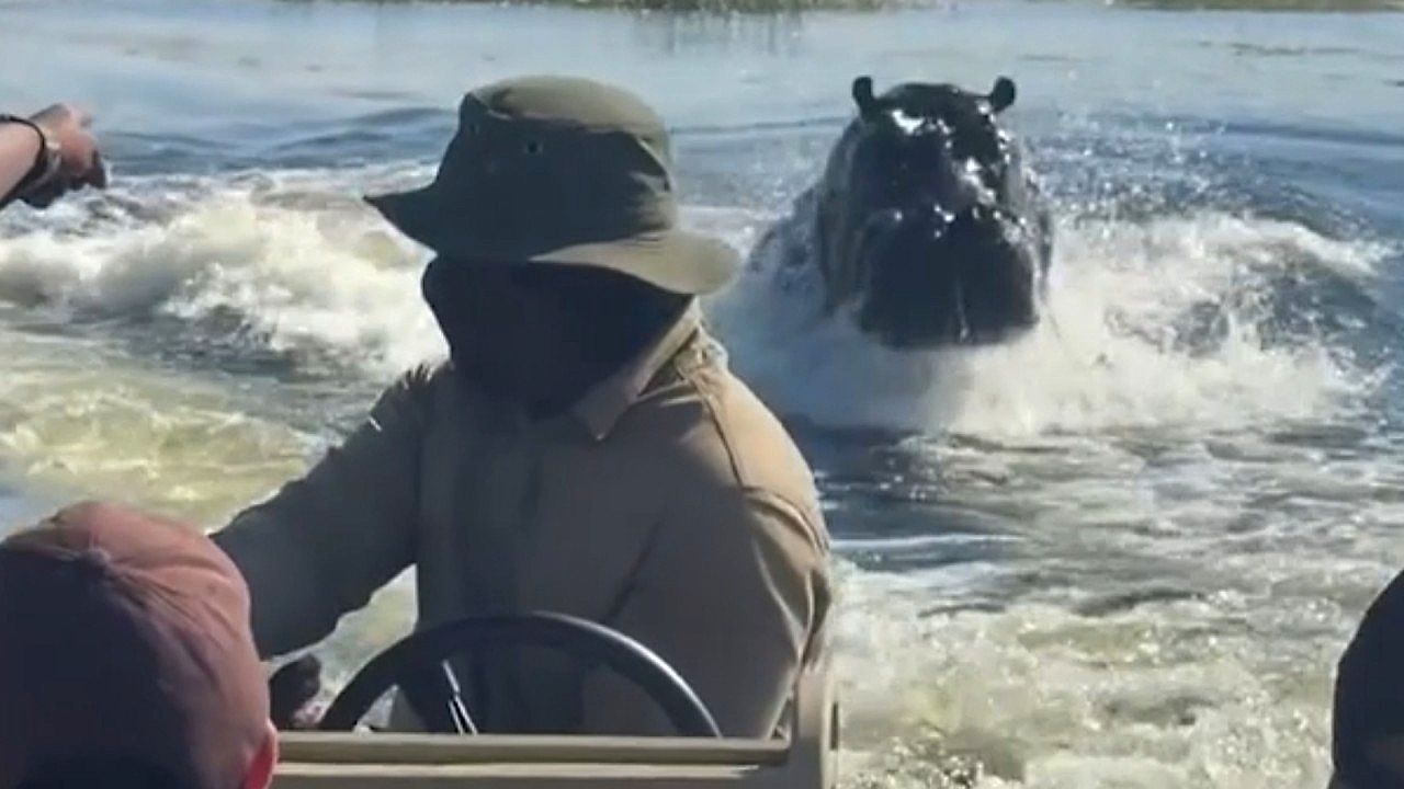 Video: Hungry hippo launches terrifying chase after tourist boat through Botswana lake