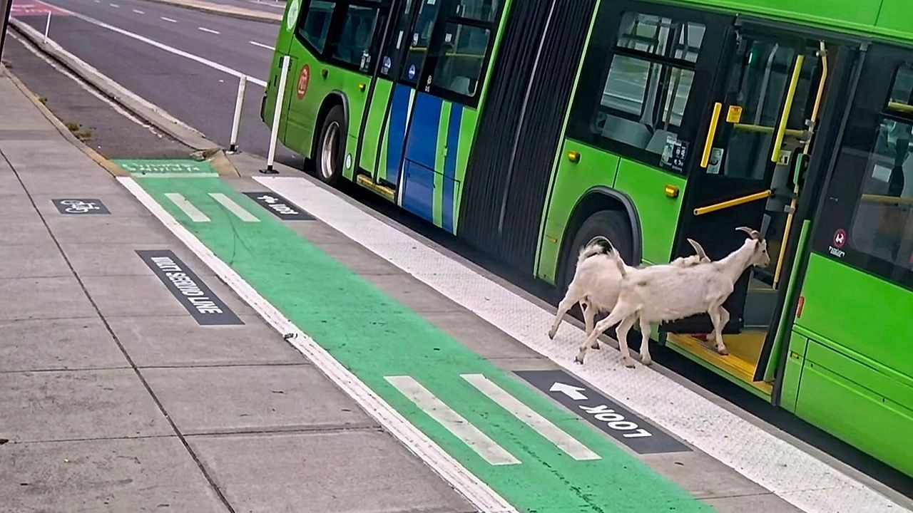 Video: Fast abgesetzt: Ziegen machen Tour durch Linienbus