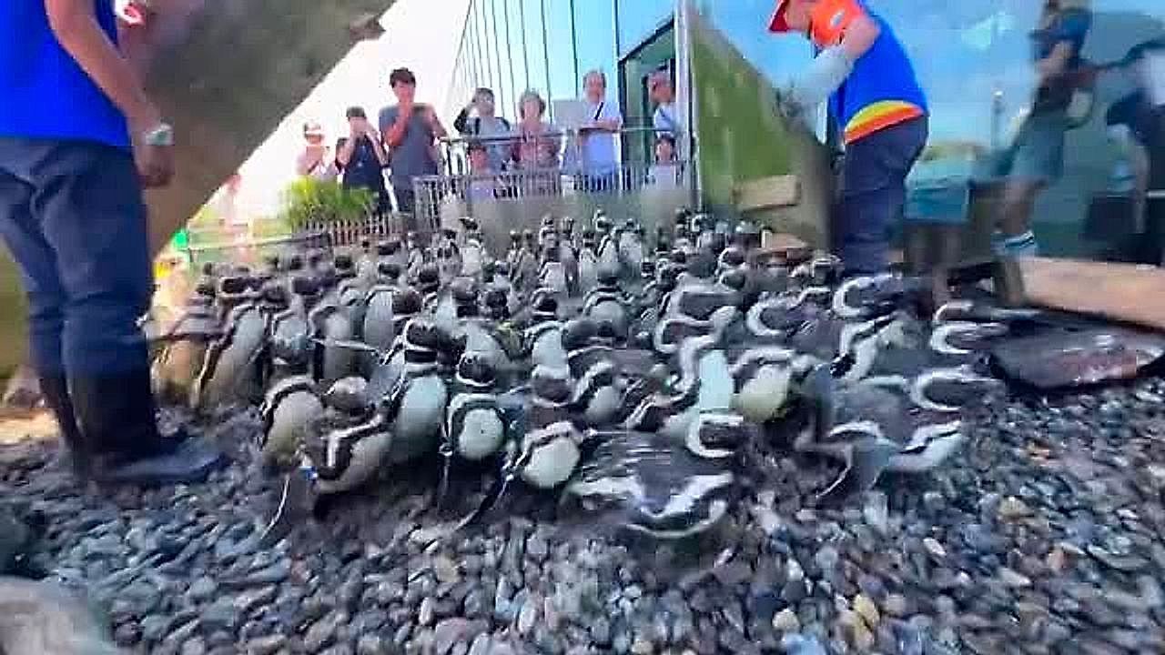 Video: Kein Halten mehr: Dutzende Pinguine stürmen in japanischem Aquarium ins Becken