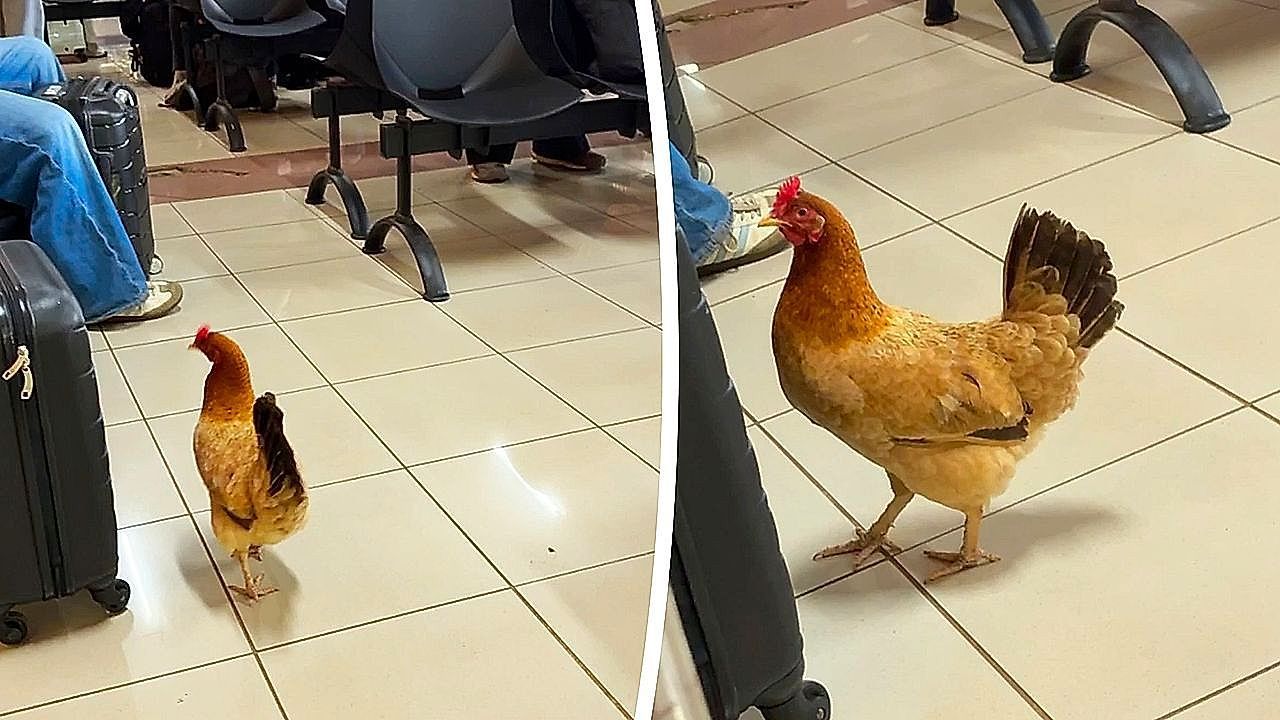 Video: Gackernder Gast: Freilaufendes Huhn spaziert durch den Flughafen der Osterinsel