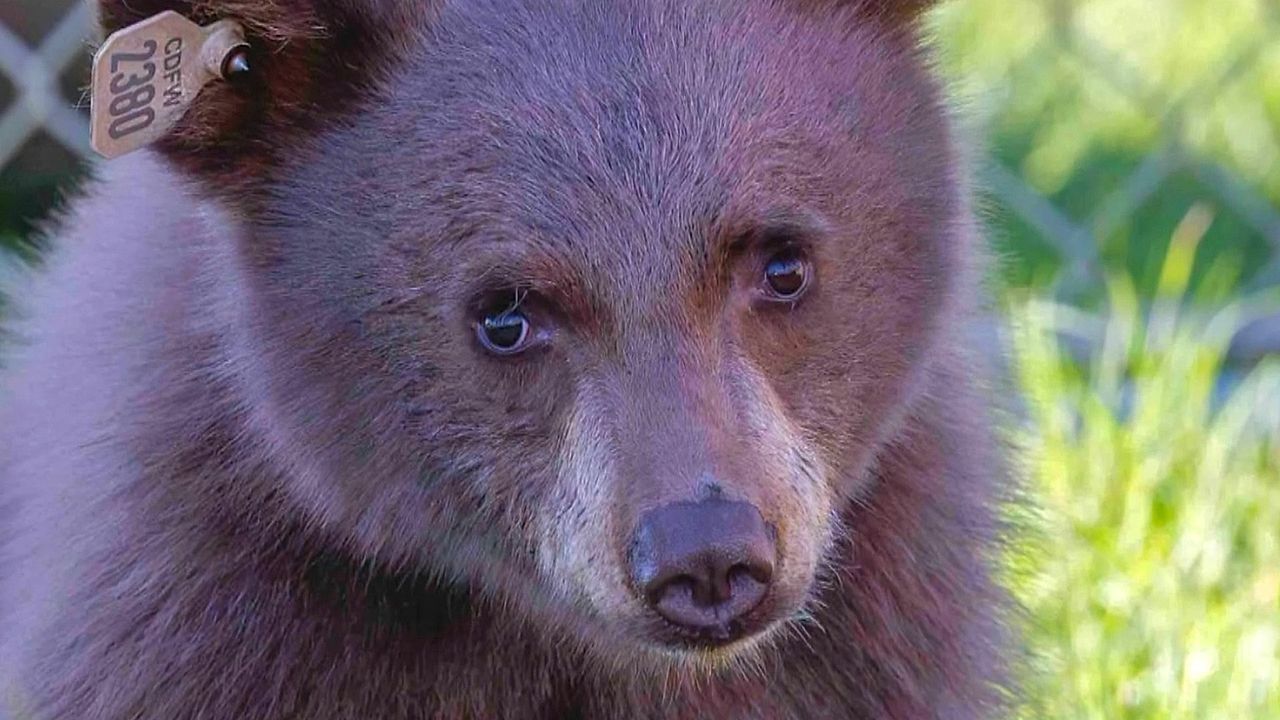 Video: California wildlife rescuers discover injured bear cub was shot with bean bag round