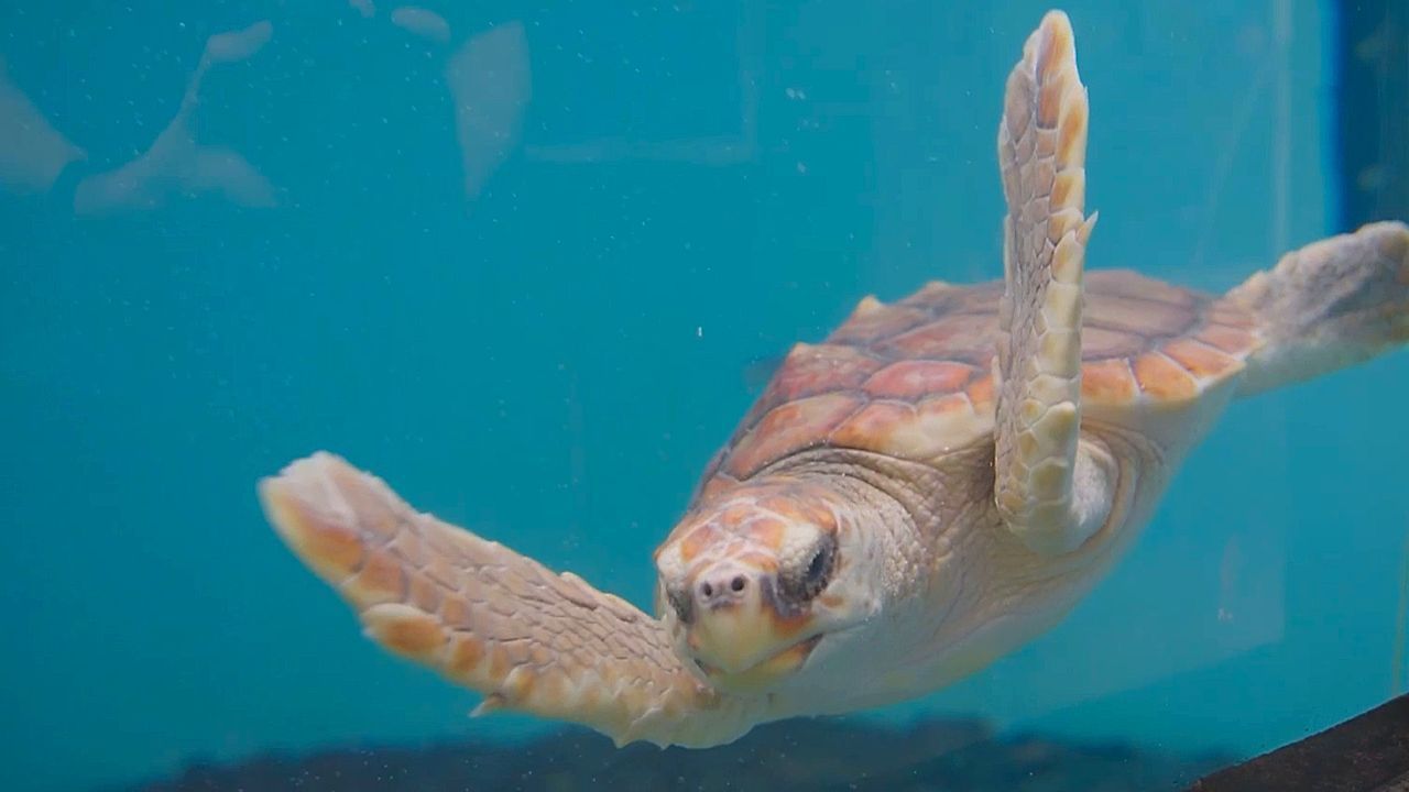 Video: Zurück ins Meer: Drei gerettete Karettschildkröten vor den Azoren ausgewildert