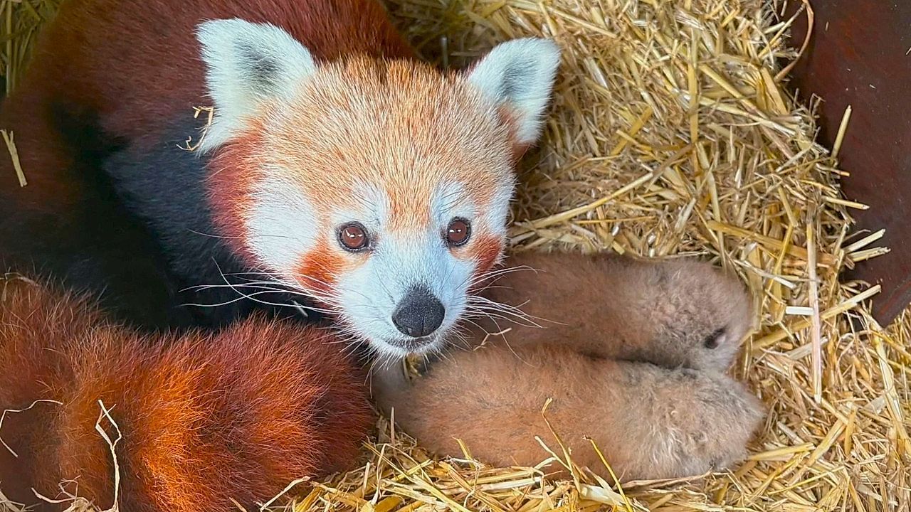 Video: Flauschiger Doppel-Nachwuchs: Zwei seltene Rote-Panda-Babys in englischem Zoo geboren