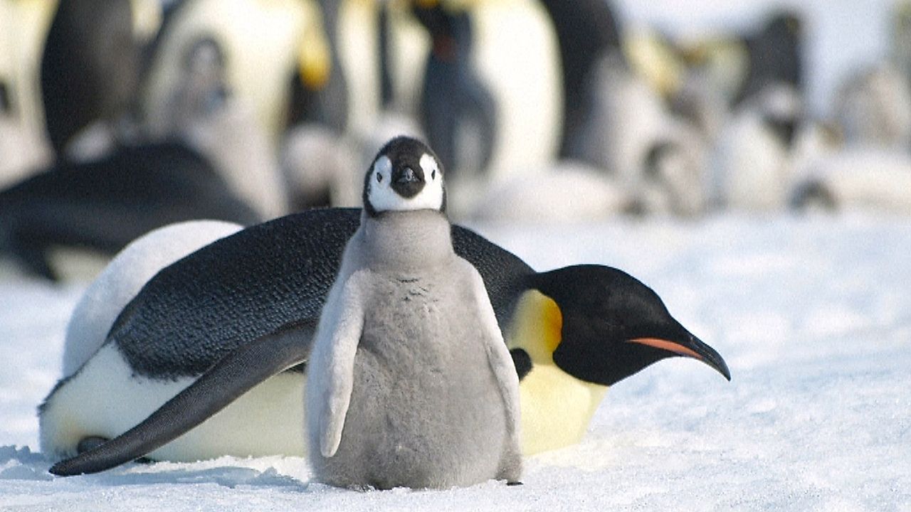 Video: Überwachung aus dem All: Forscher können Kaiserpinguine jetzt ganzjährig verfolgen