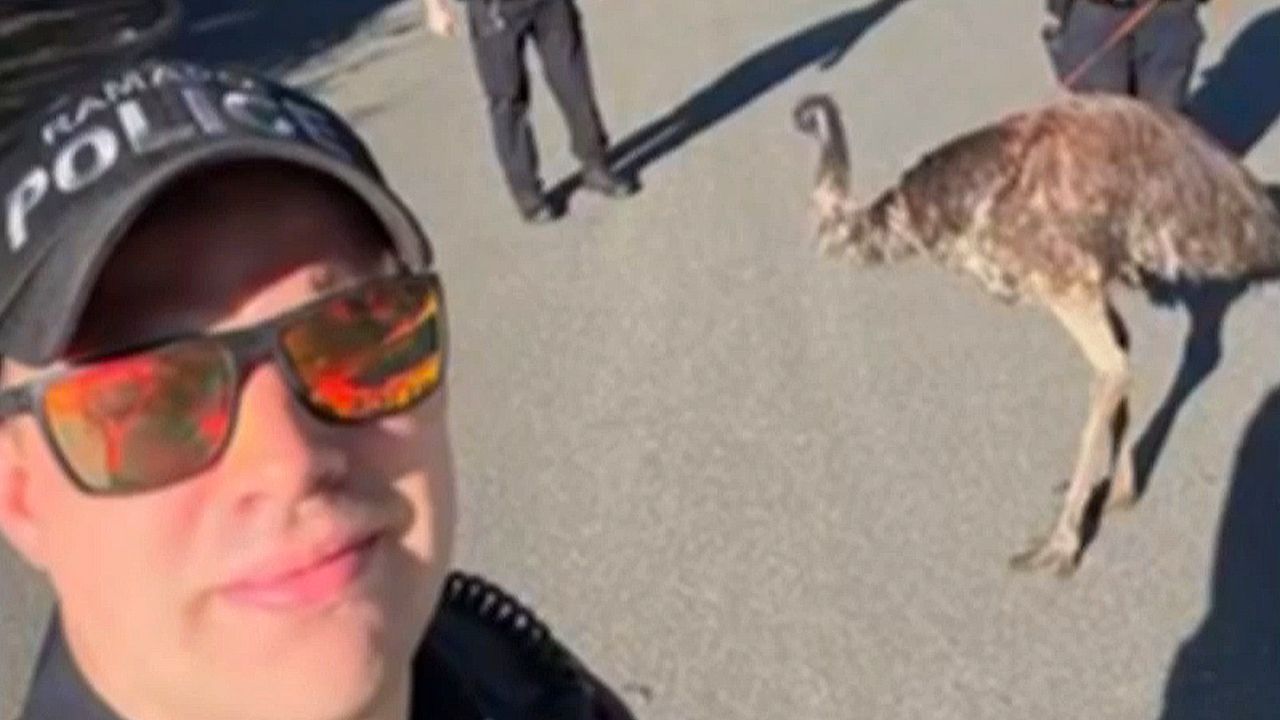 Video: Emu captured by police after escape from New York petting zoo