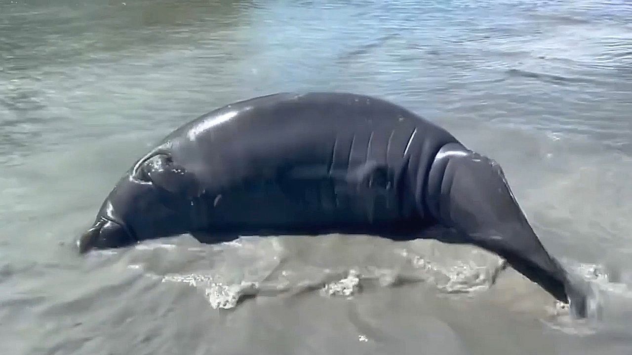 Video: Akrobatik im Flachwasser: Seekuh rollt durch Gewässer in Florida