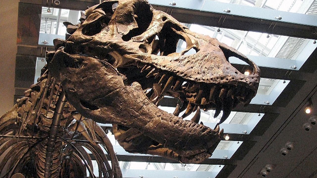 Video: Warmblütige Riesenechse: T-Rex hatte ähnliche Körpertemperatur wie der Mensch