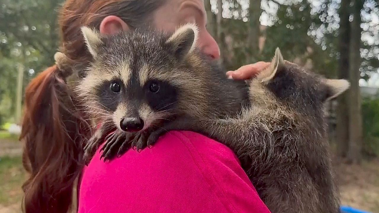 Video: Training für Tier-Waisen: Tierretter bringen Waschbär-Babys das Überleben bei